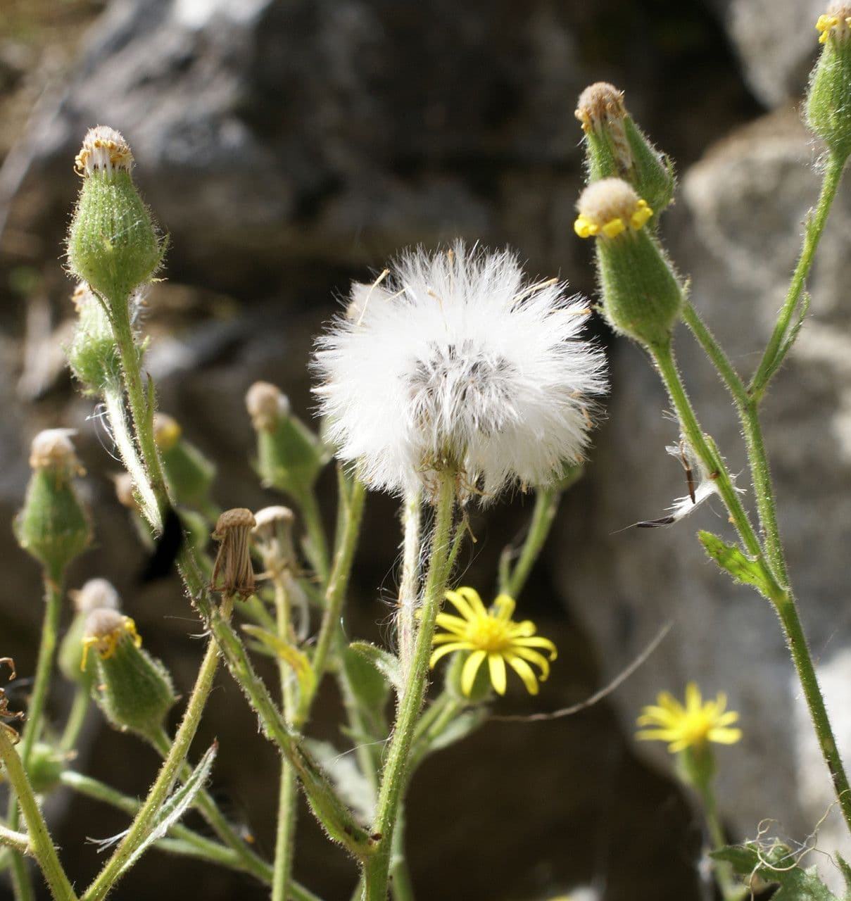 Senecio dei boschi 5
