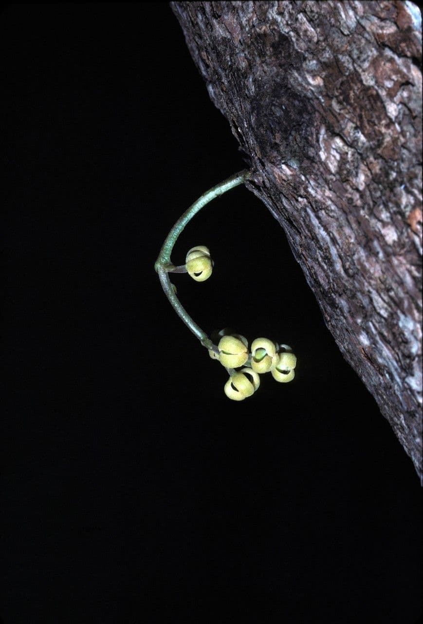 Baccaurea 4