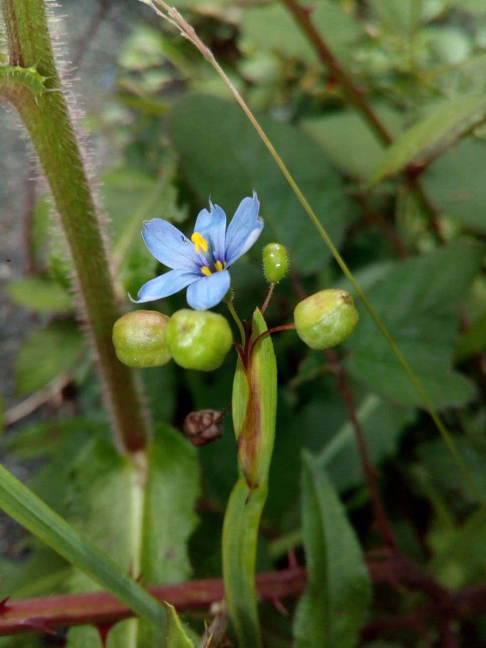 Schmalblättriges Blauaugengras 5