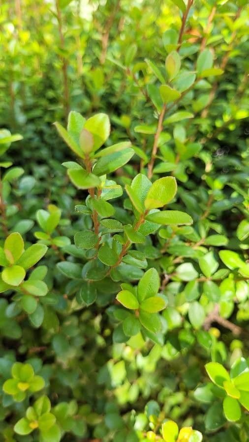 Myrsina africká 19