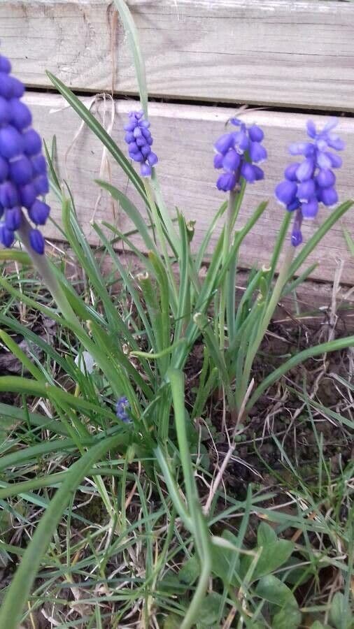 Szafirek miękkolistny 20