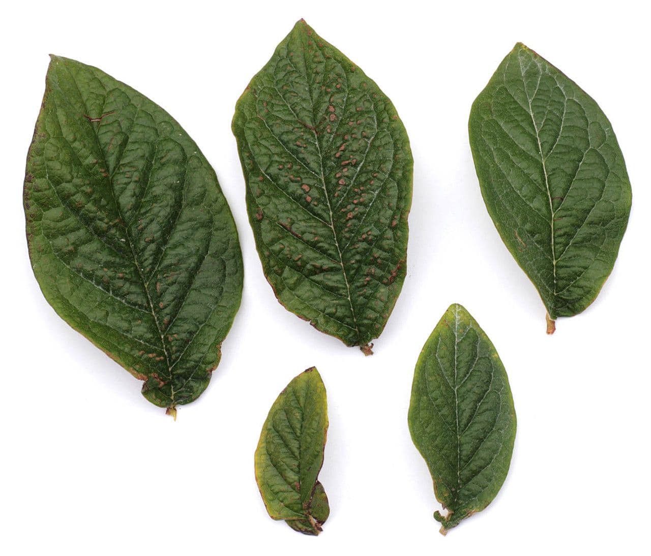 Cotoneaster di Rehder 6