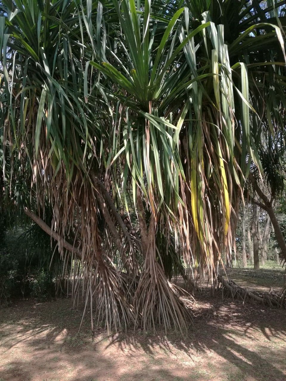 Pandanus 10
