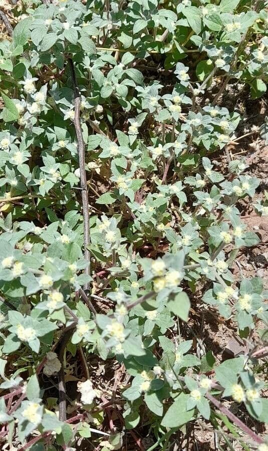 Gomphrena 3