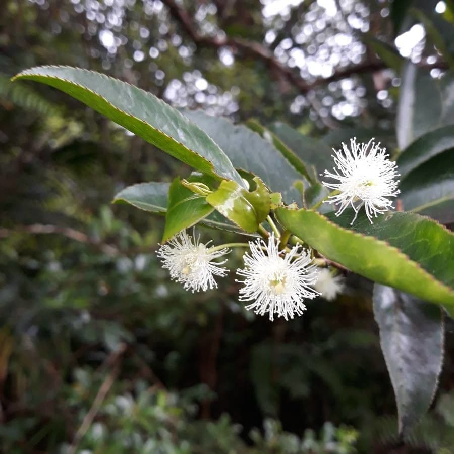 Aphloia theiformis 9