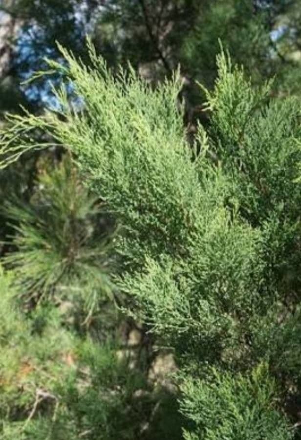 Callitris rhomboidea 6