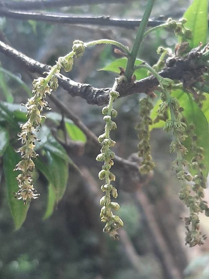Quercia 6