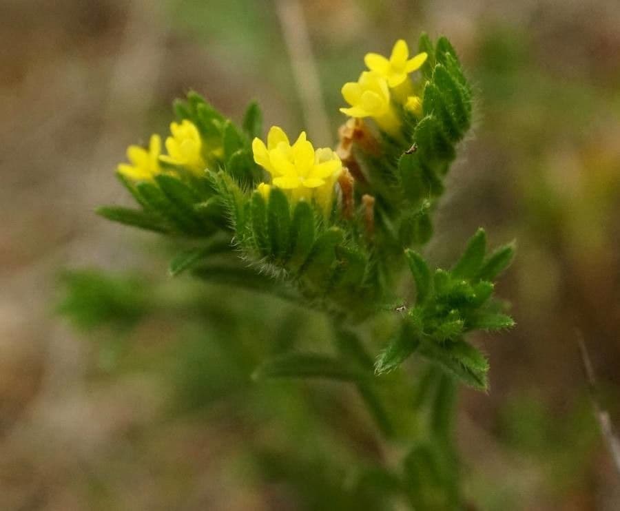 Neatostema apulum 5