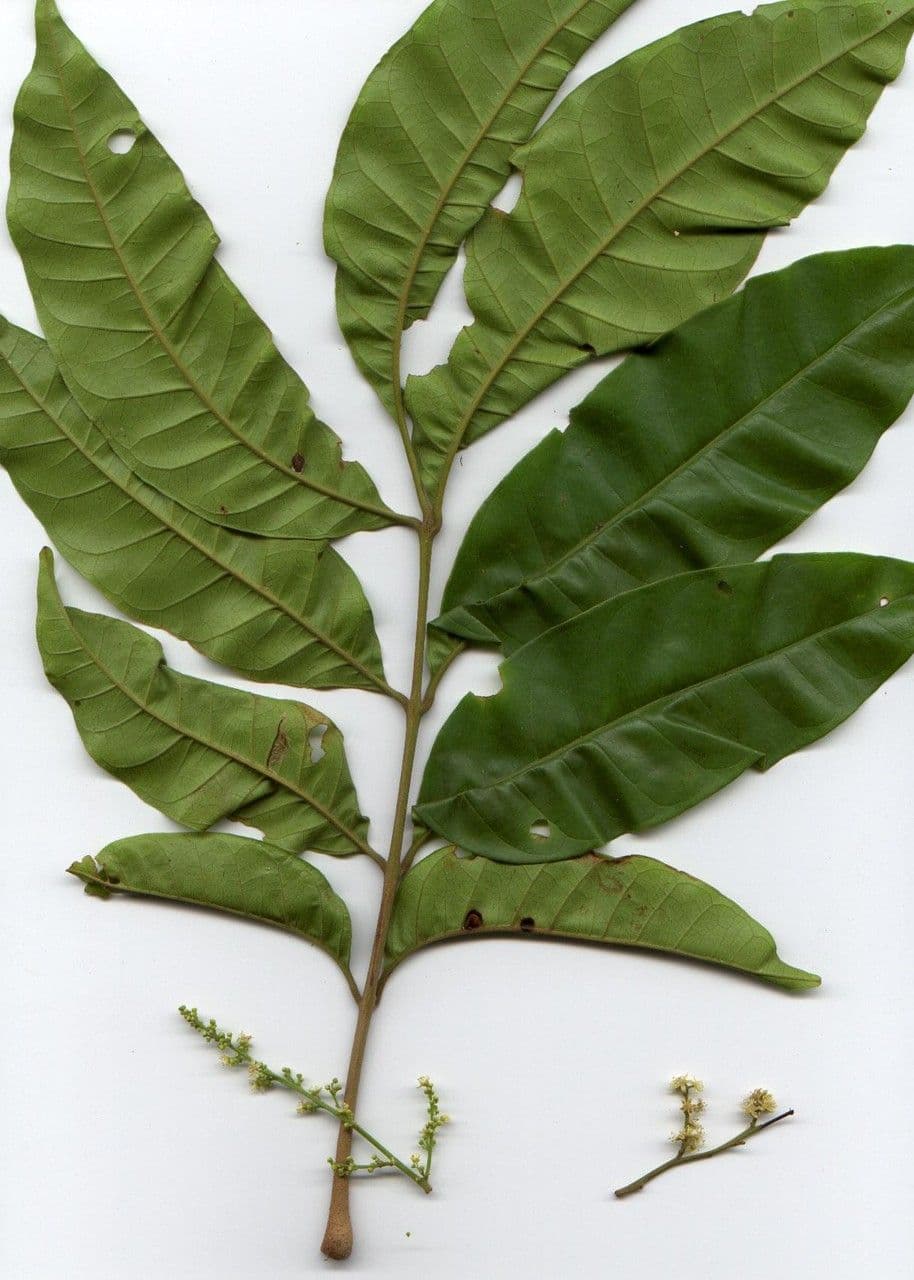 Tapirira 27