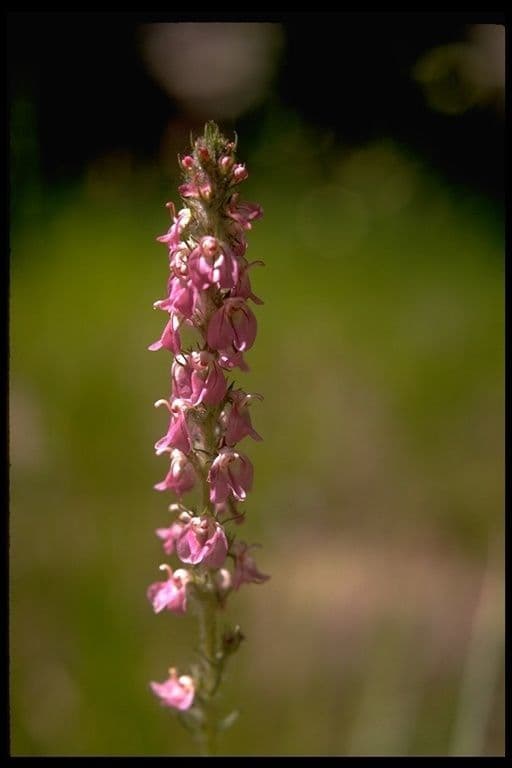 Pedicularis 5