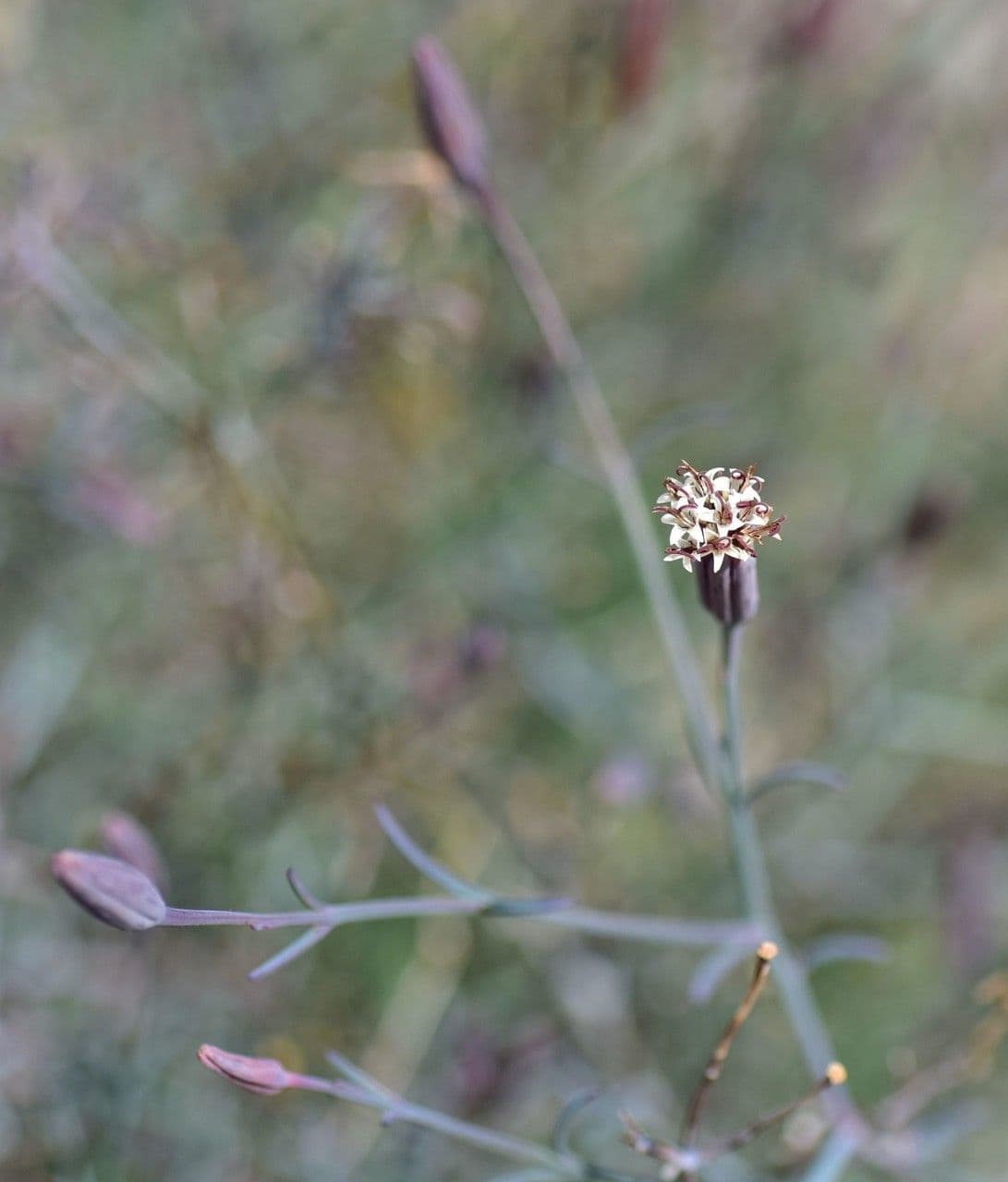 Porophyllum 9