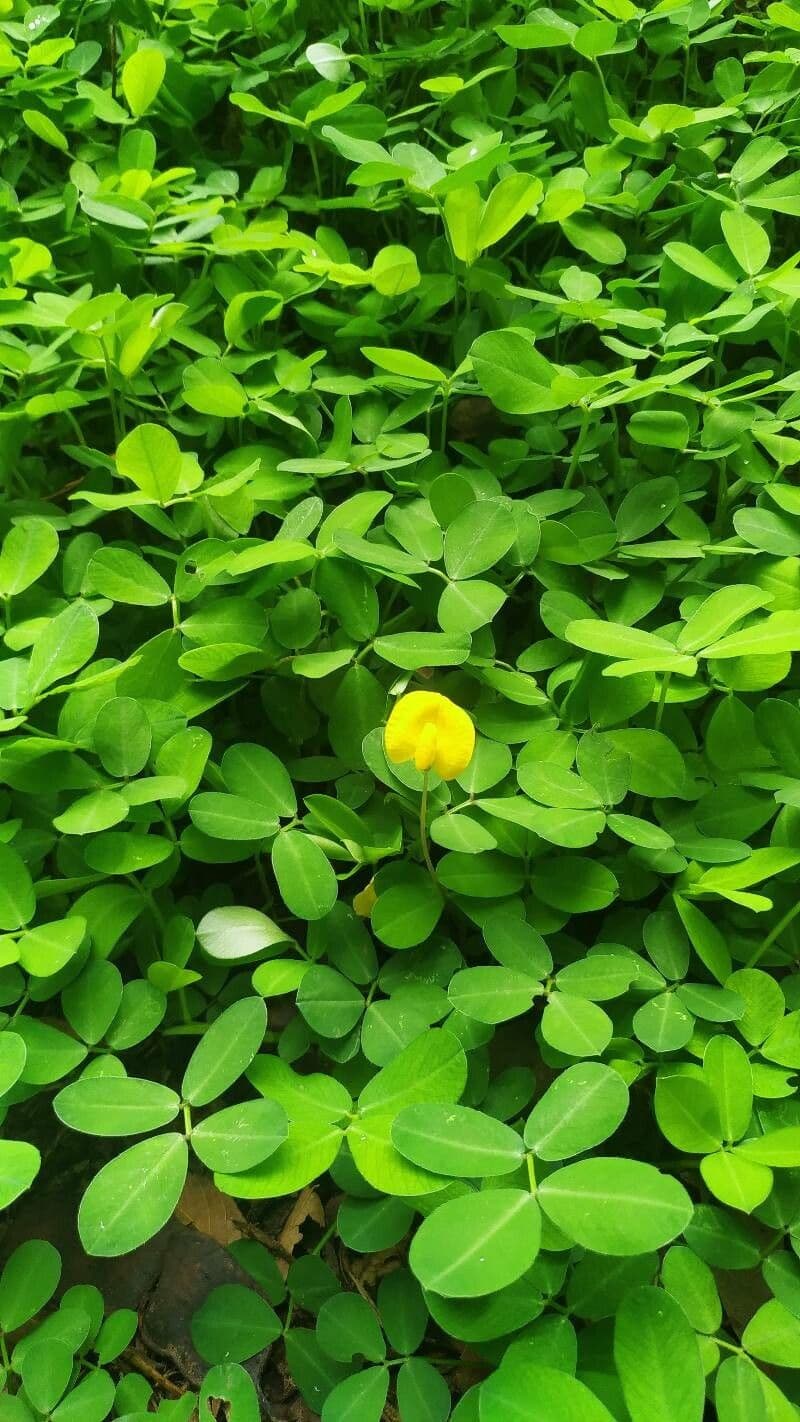 Arachis pintoi 16