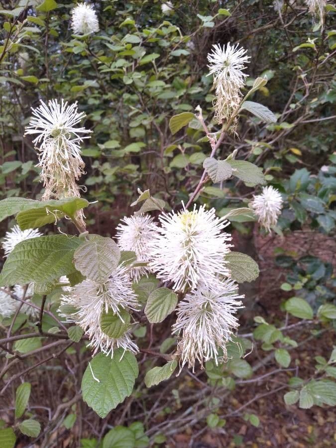 Fothergilla di Garden 6