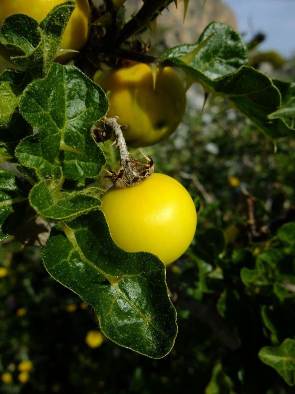 Solanum 4