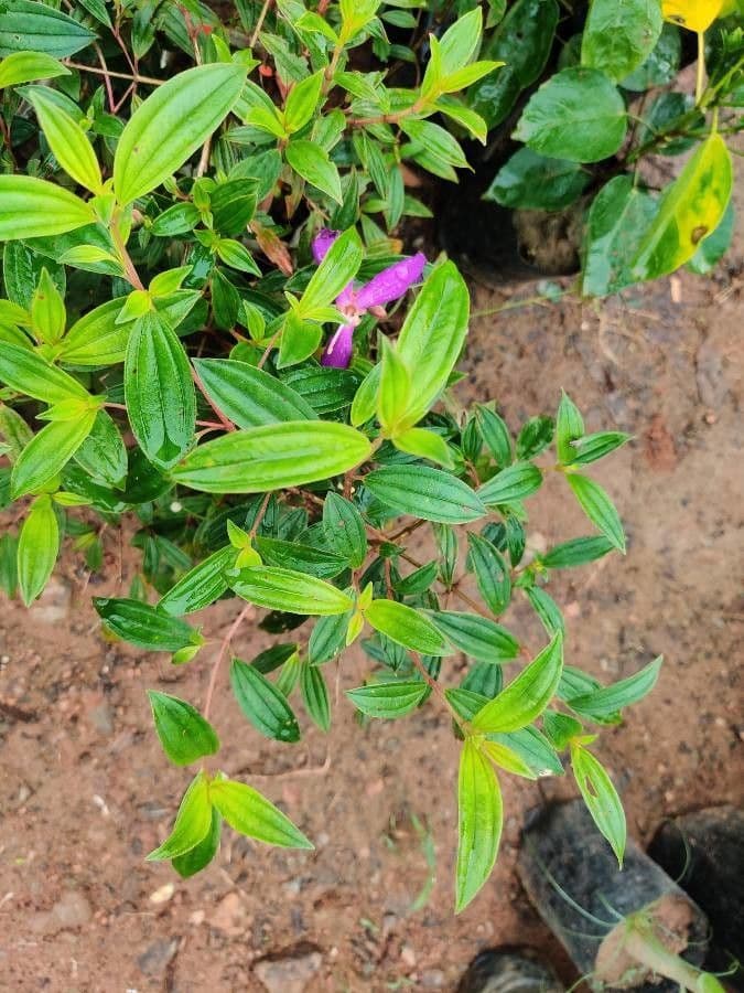 Glory bush 9