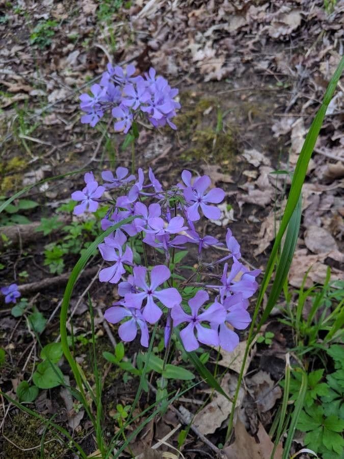 Flox divaricata 4