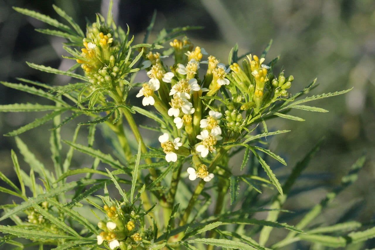 Tagetes minuta 30