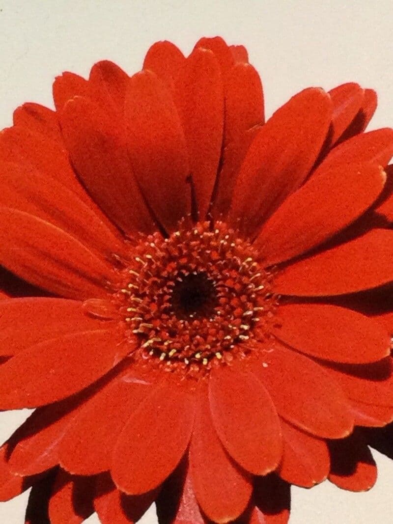 Gerbera 4