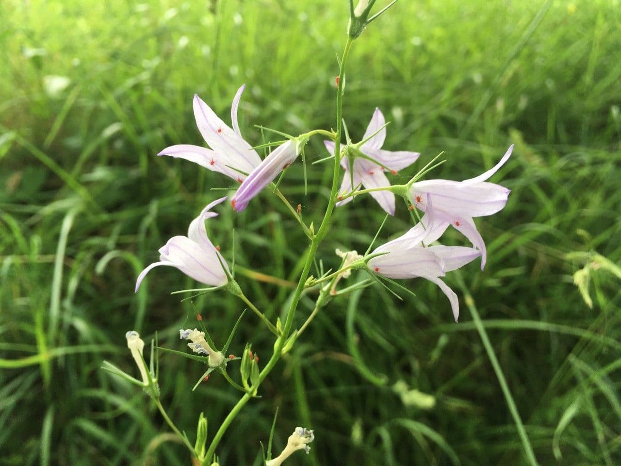 Campanula diffusa 10