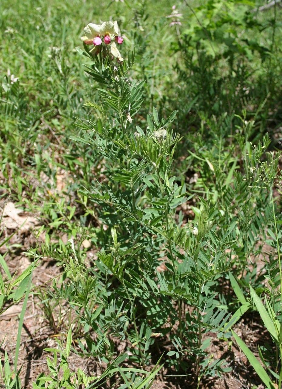 Tephrosia 8