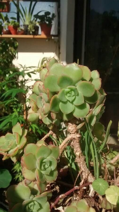 Aeonium di Haworth 17