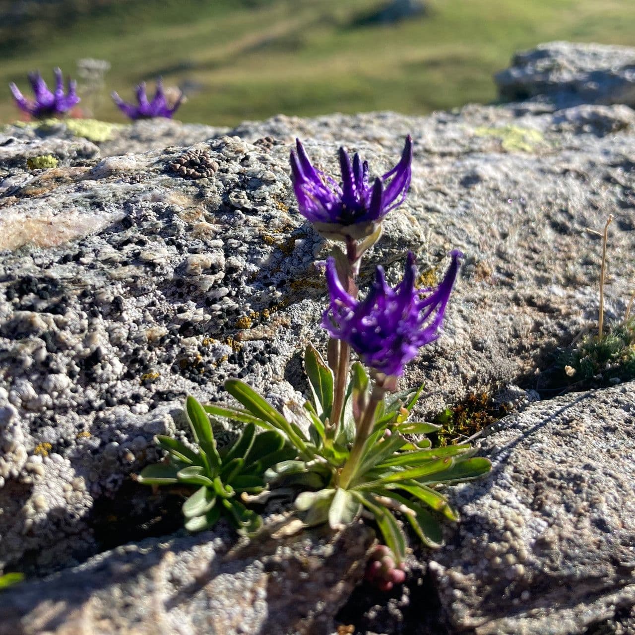 Phyteuma globulariifolium 10