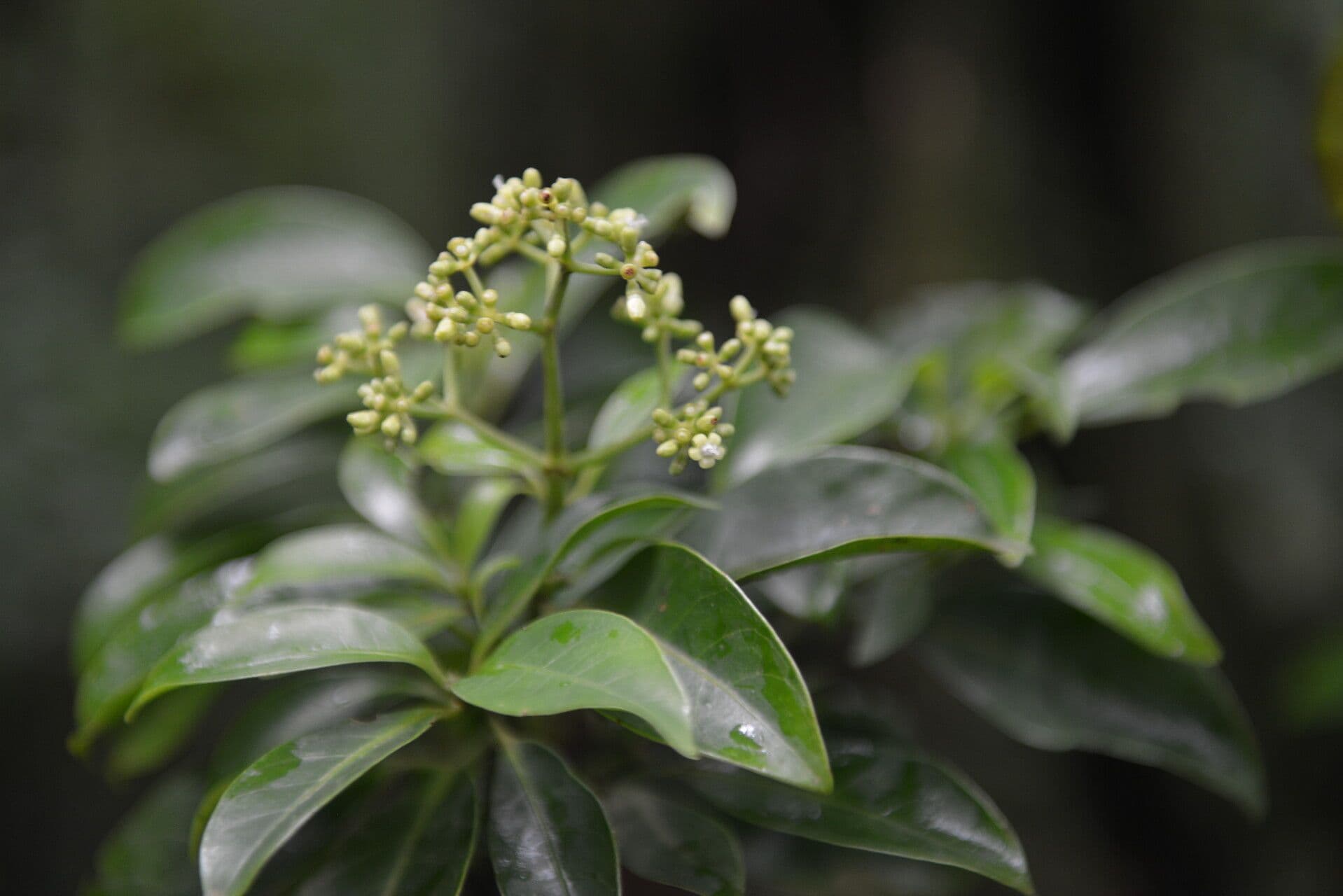 Psychotria
