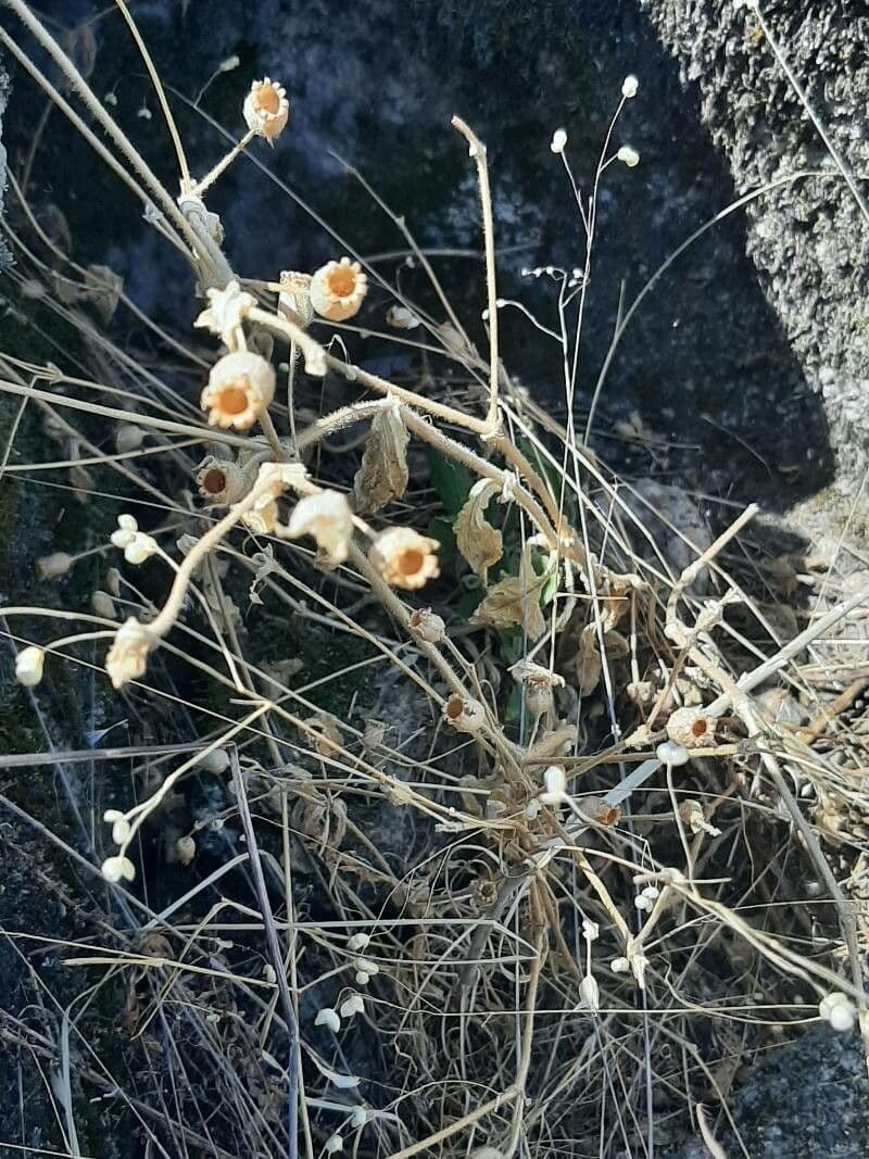 Silene 5