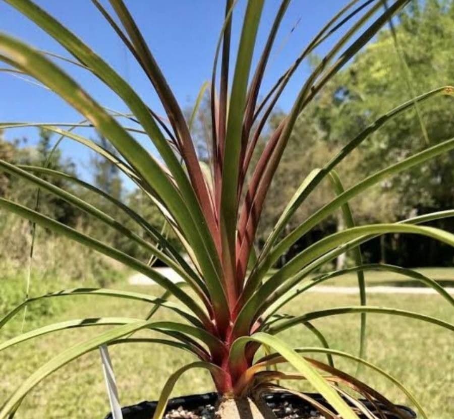 Beaucarnea