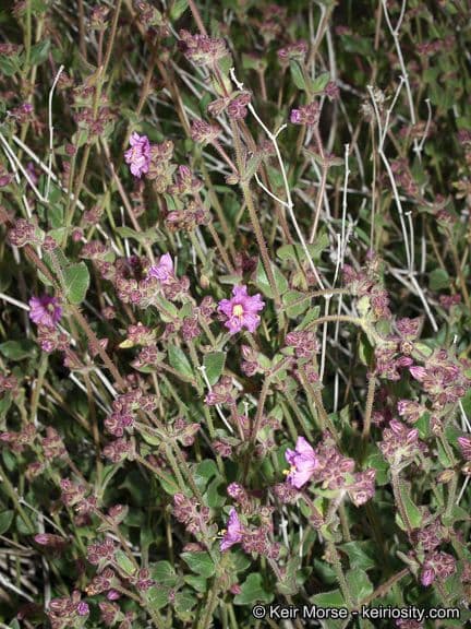 Mirabilis laevis 9