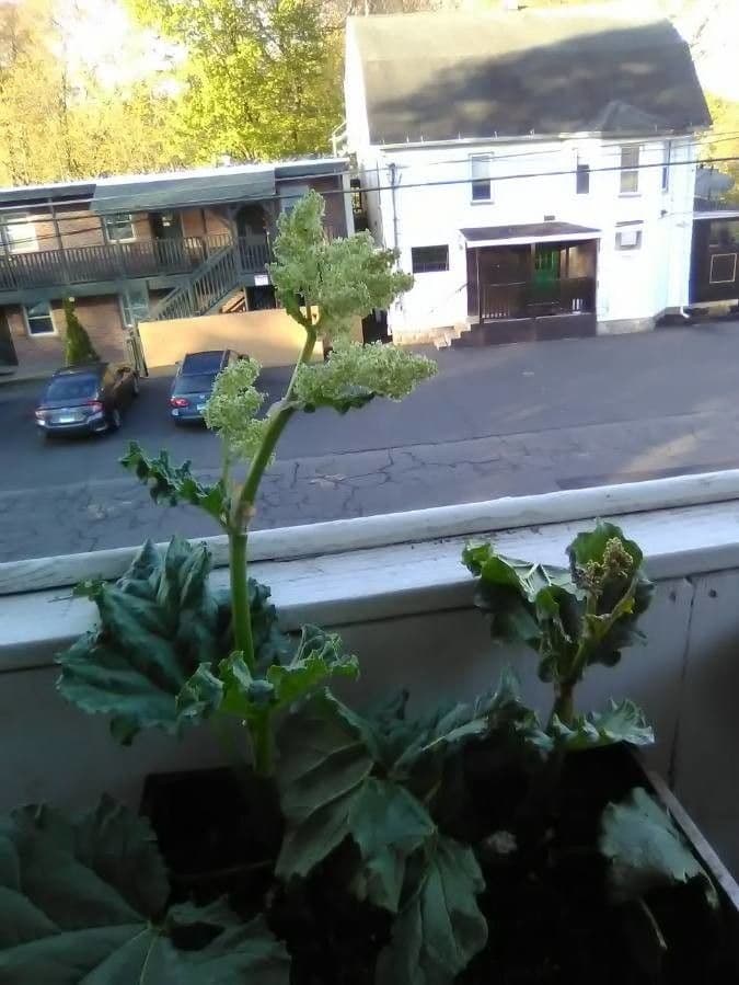 Rabarbaro da giardino 6
