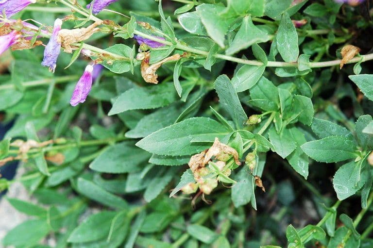 Penstemon 5