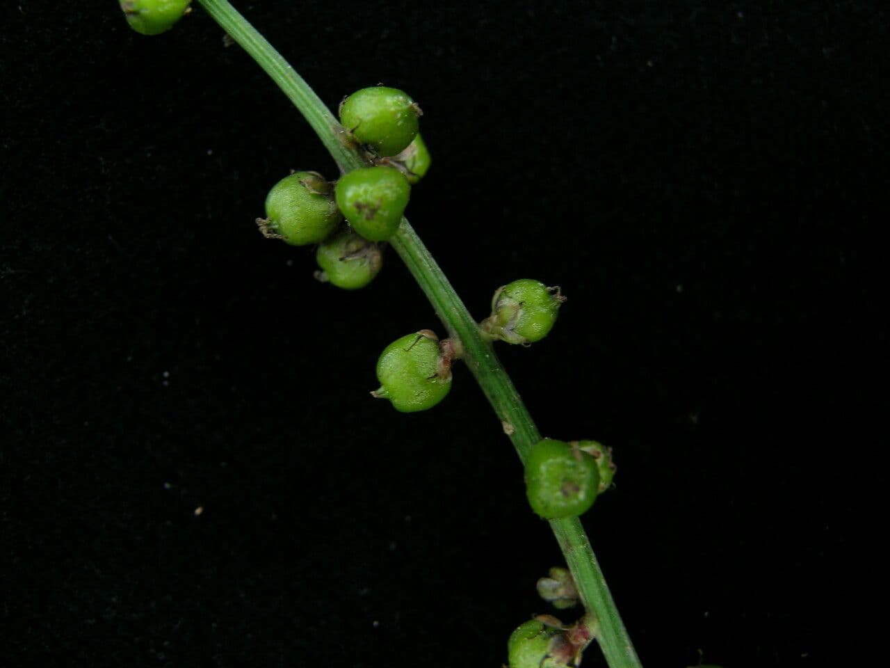 Deeringia 3