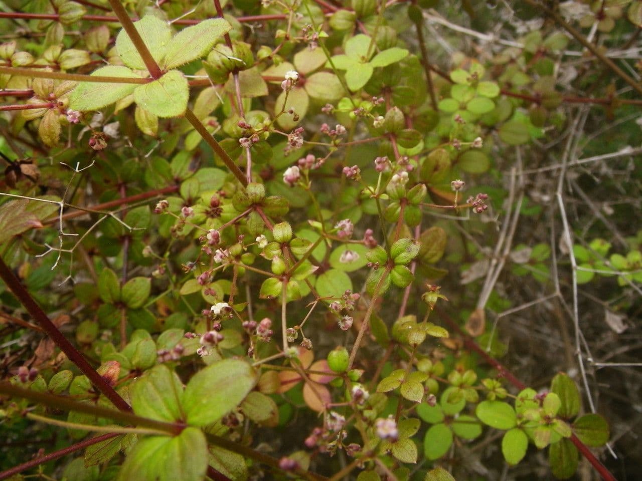 Galium 7