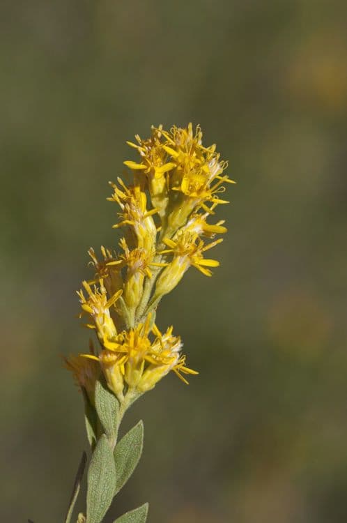 Verga d'oro morbida 3