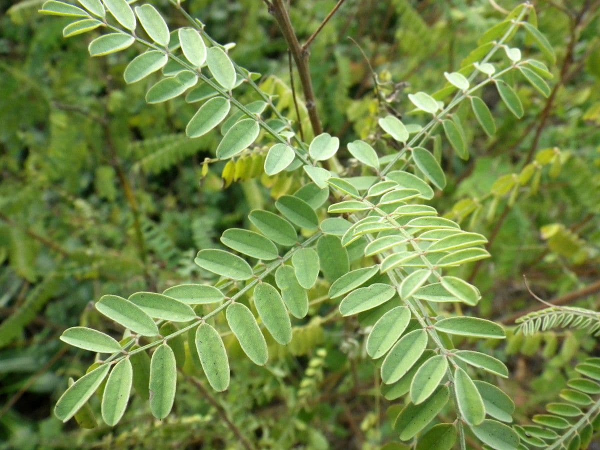Indaco 28