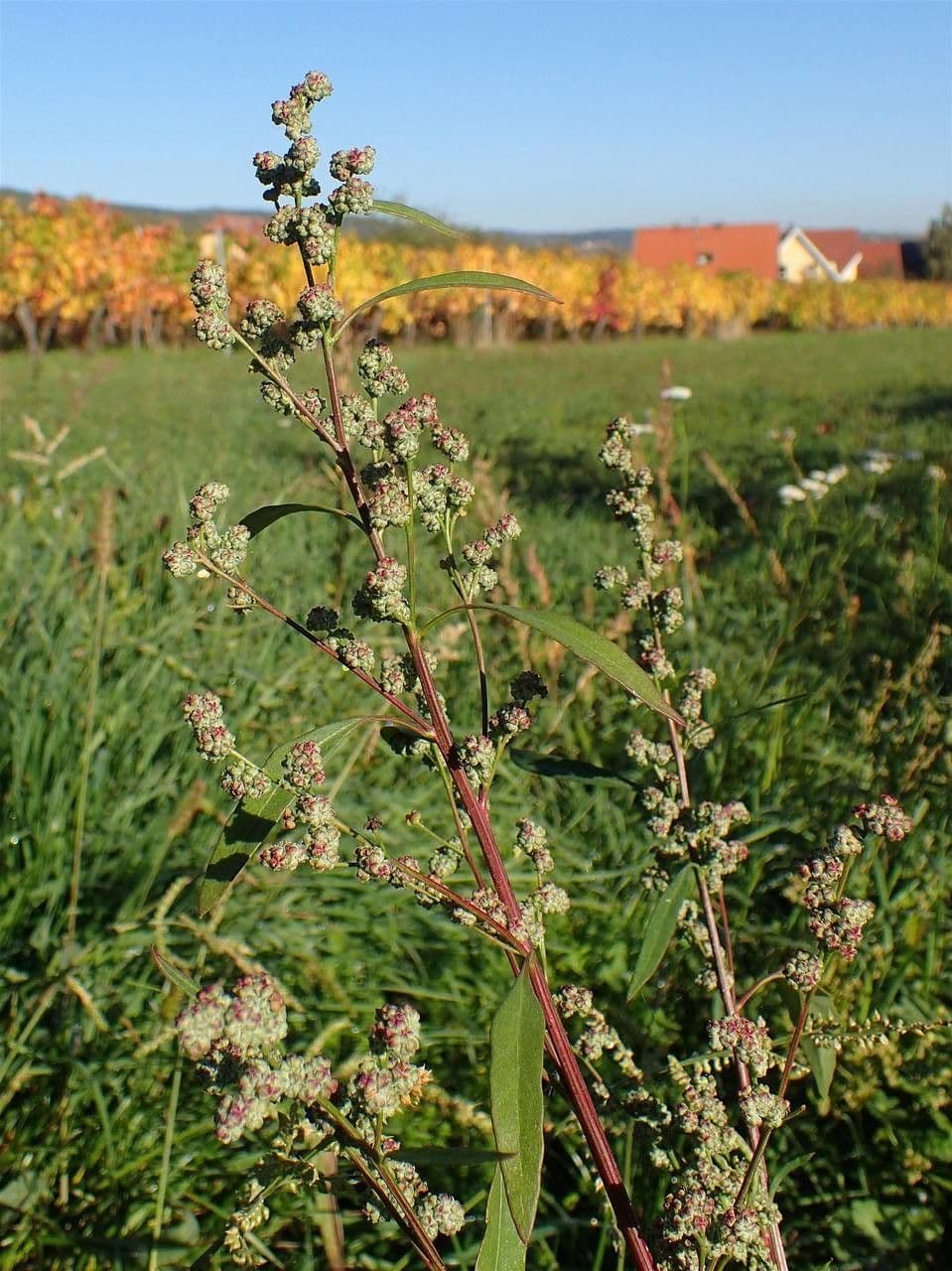 Chenopodio rigido 11
