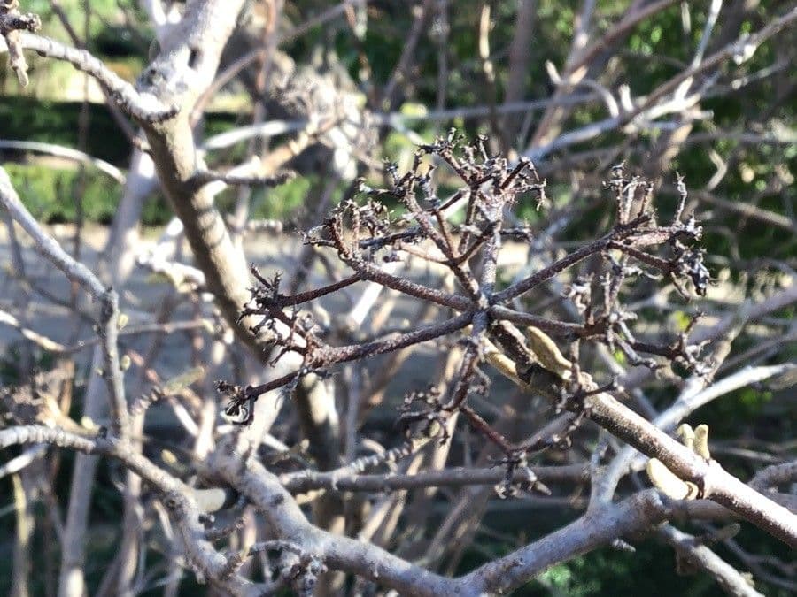 Buddlejaleaf viburnum