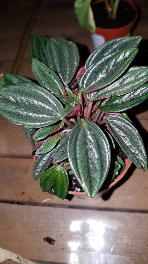 Peperomia 19