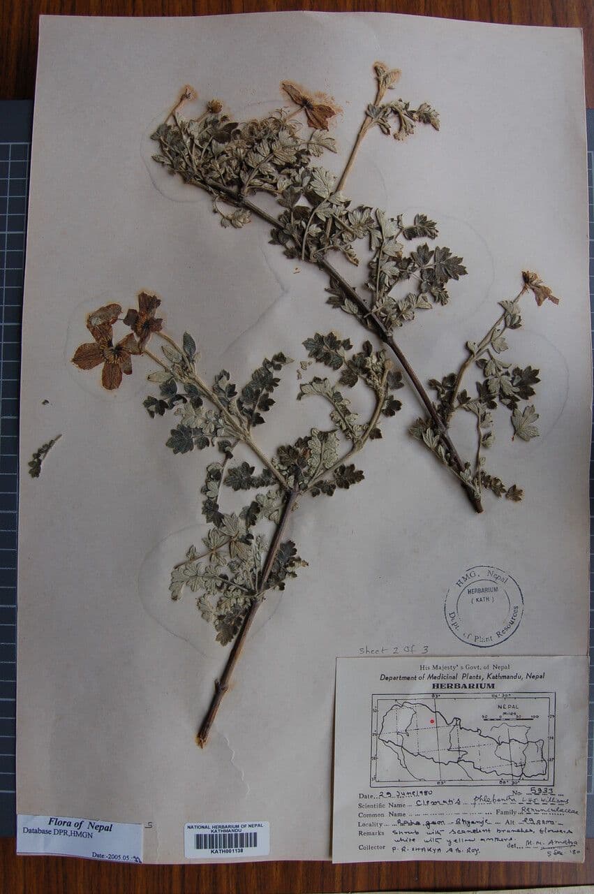 Clematis 11
