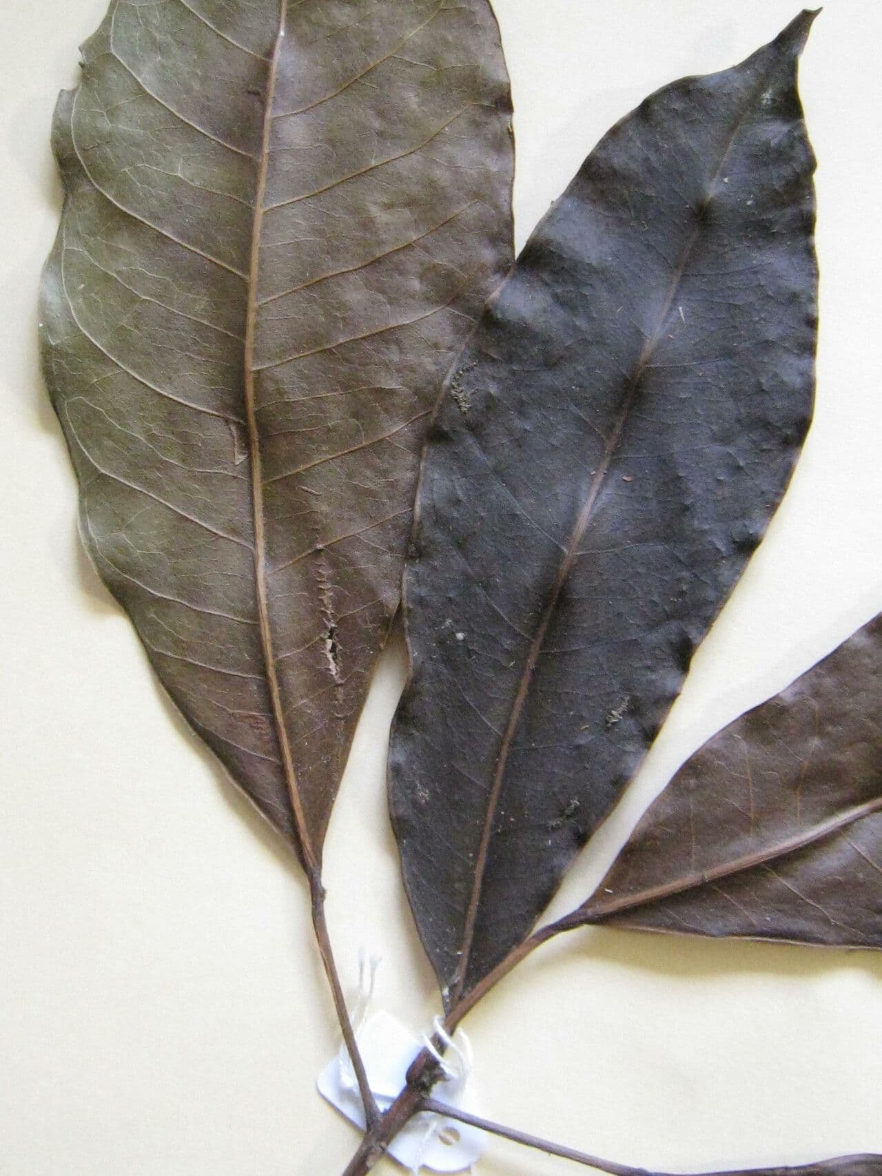 Dodecastigma 7