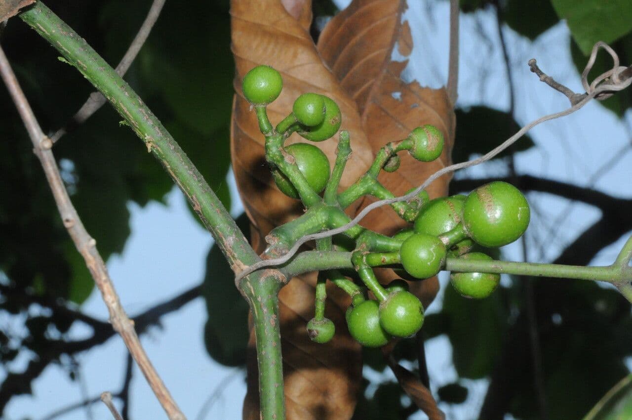 Tetrastigma