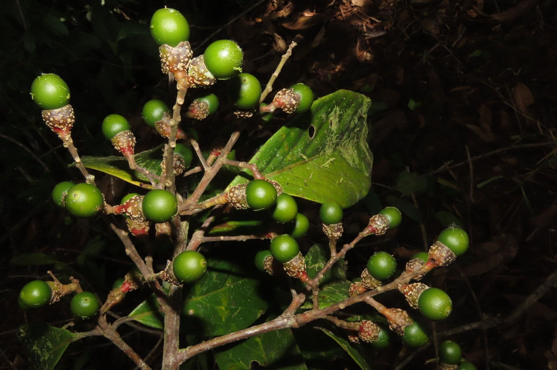 Ocotea leucoxylon
