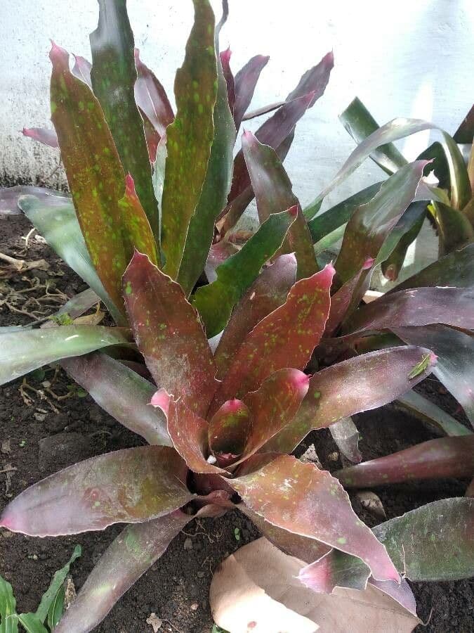 Neoregelia 15