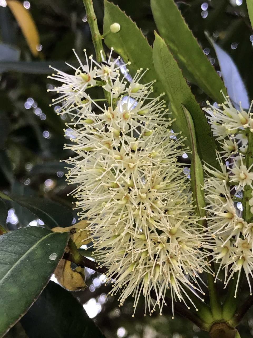 Butterlöffelbaum 6