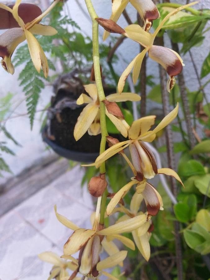 Dendrobium 4