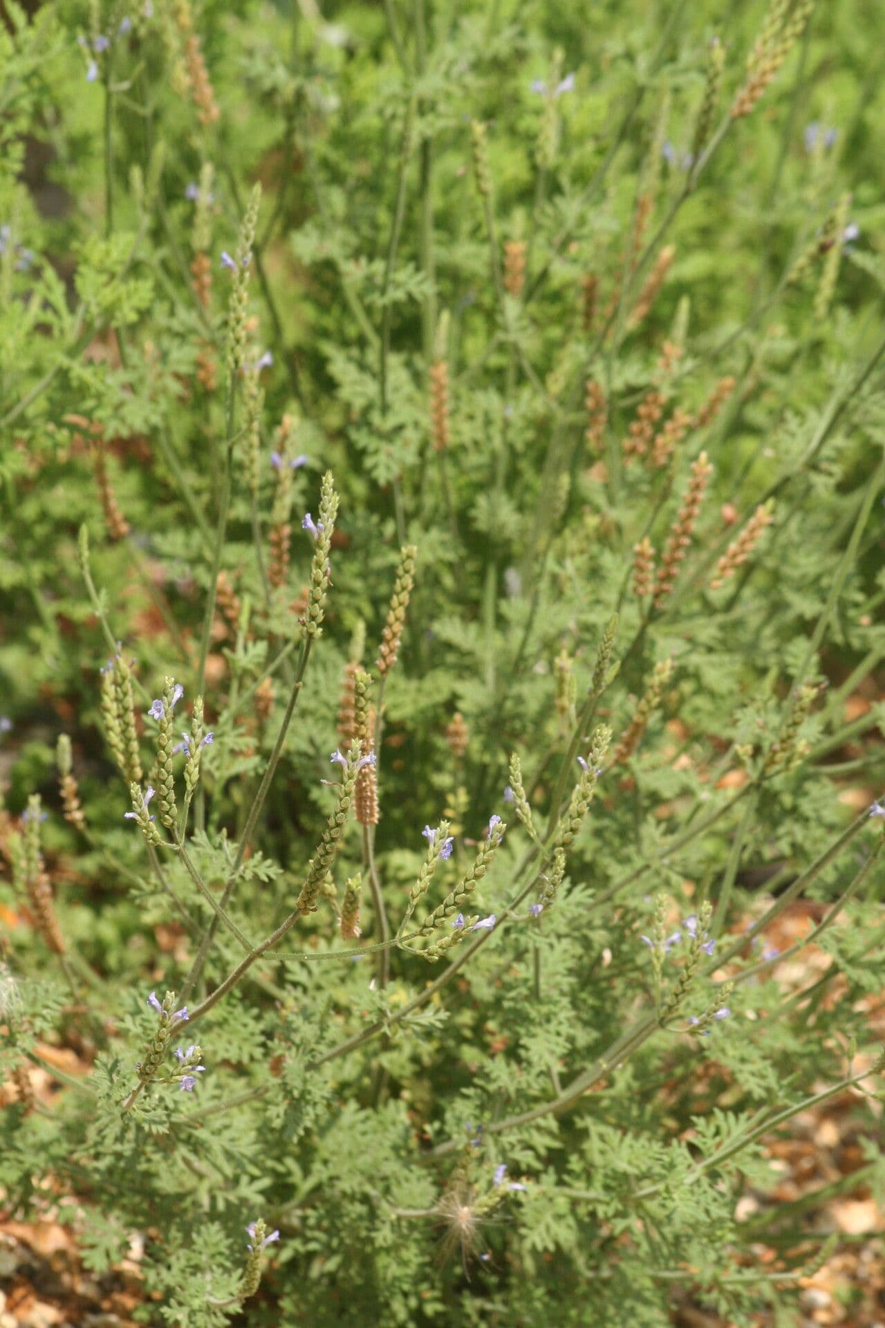 Lavanda 8