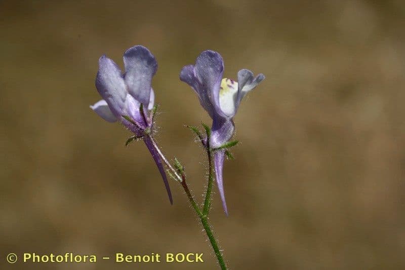 Linaria incarnata 6