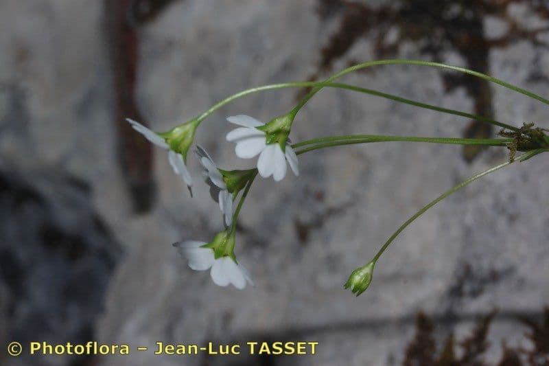 Androsace lattea 2