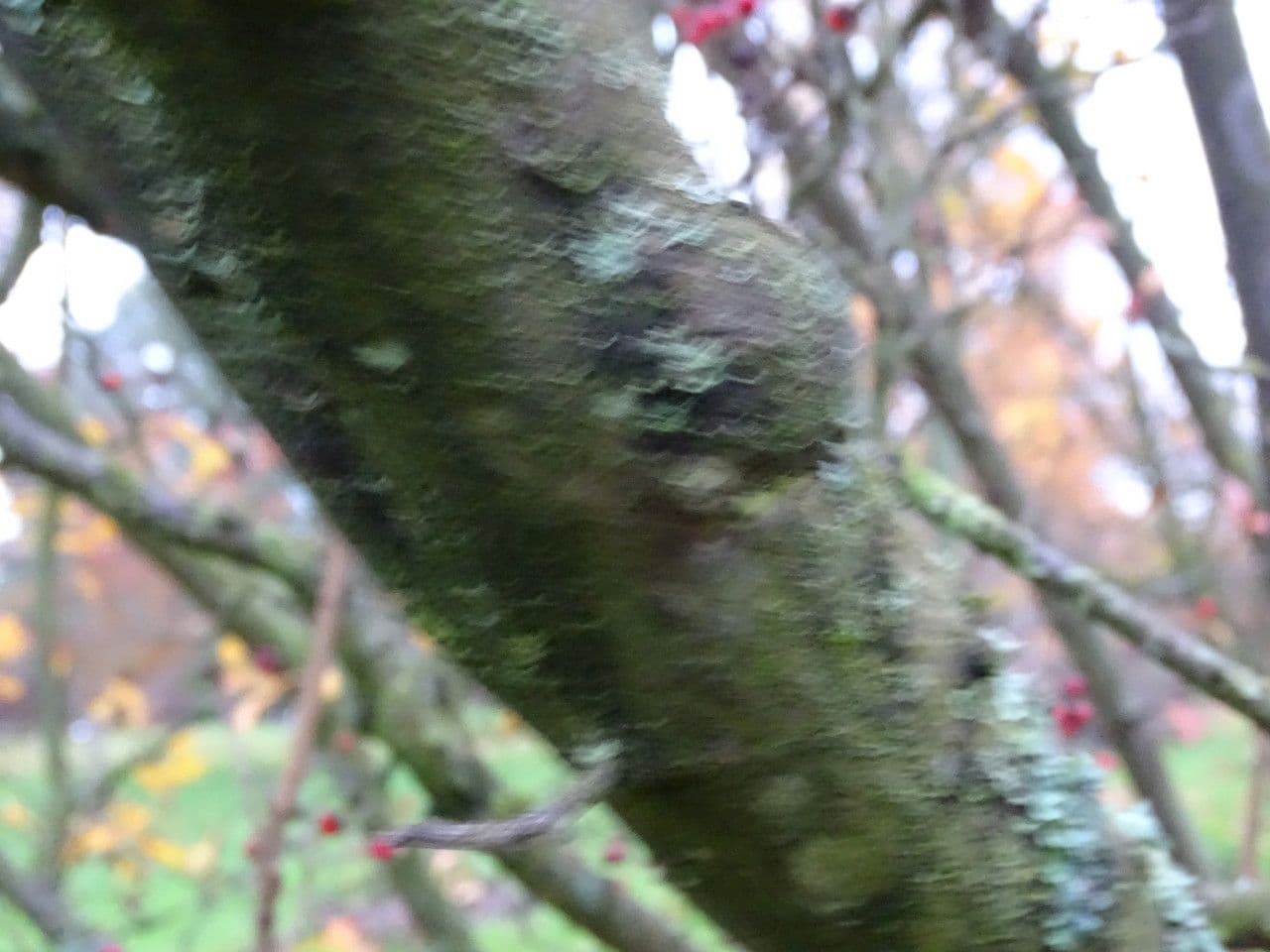 Photinia villosa 24